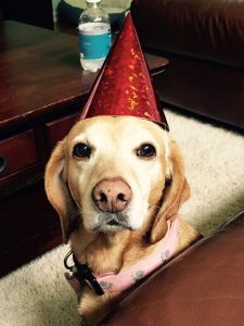 Sasha in a party hat