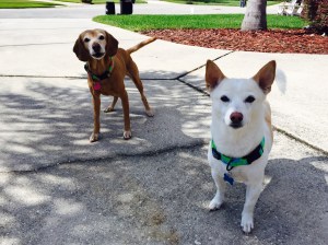 As different as Rusty and Sasha look, they are part of the same loving family. 