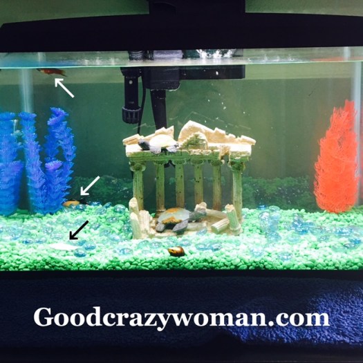 Xiomara Spadafora Fish Killer